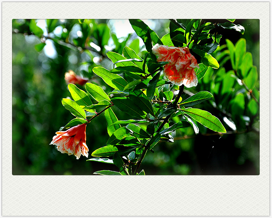 dsc_0244_副本.jpg