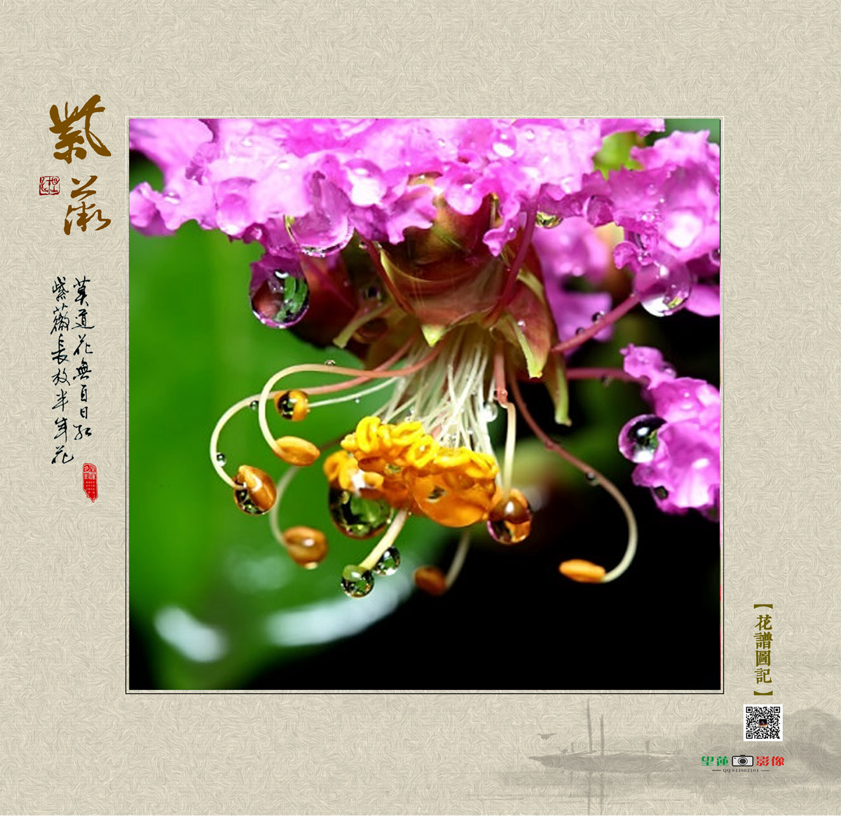 紫薇4.jpg