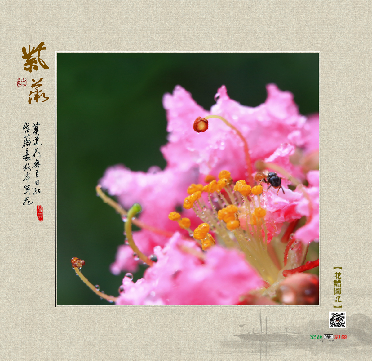 紫薇6.jpg