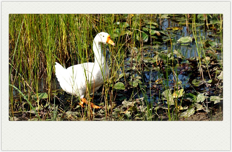 dsc02687_副本.jpg