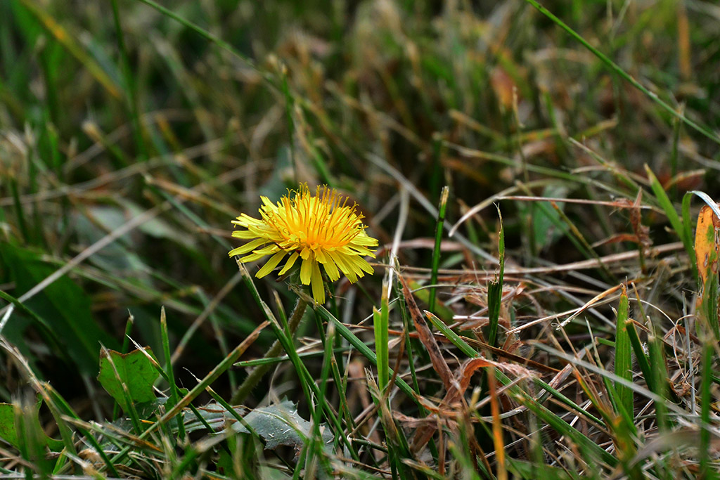 DSC_0245副本.jpg