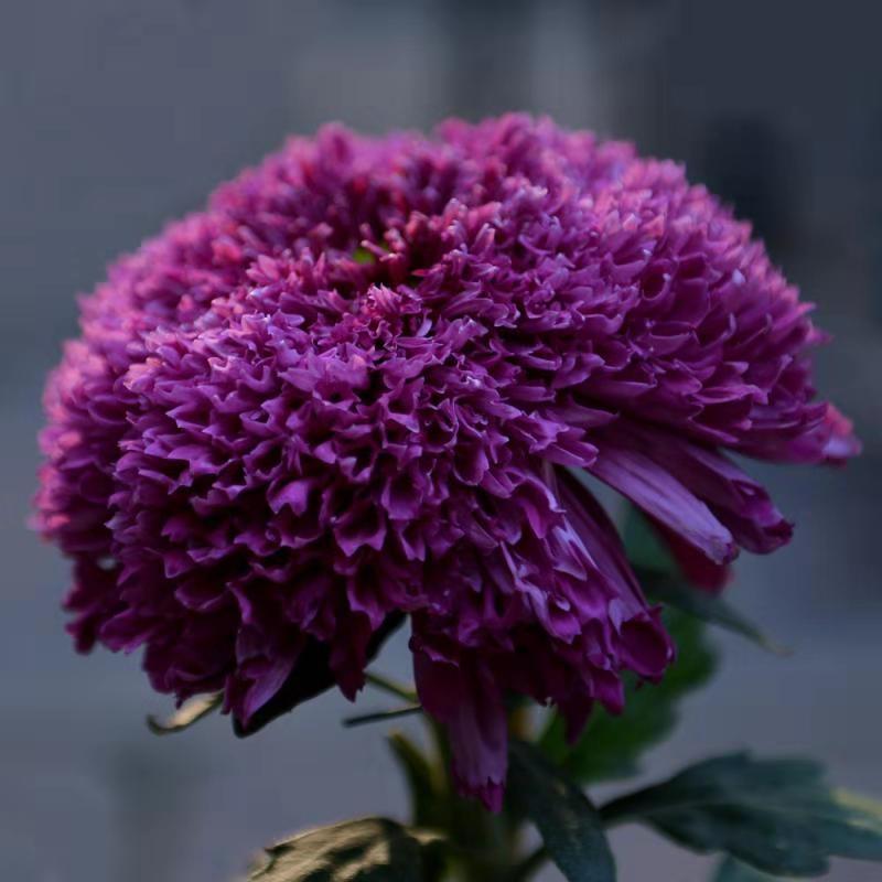 mmexport1543051845253.jpg