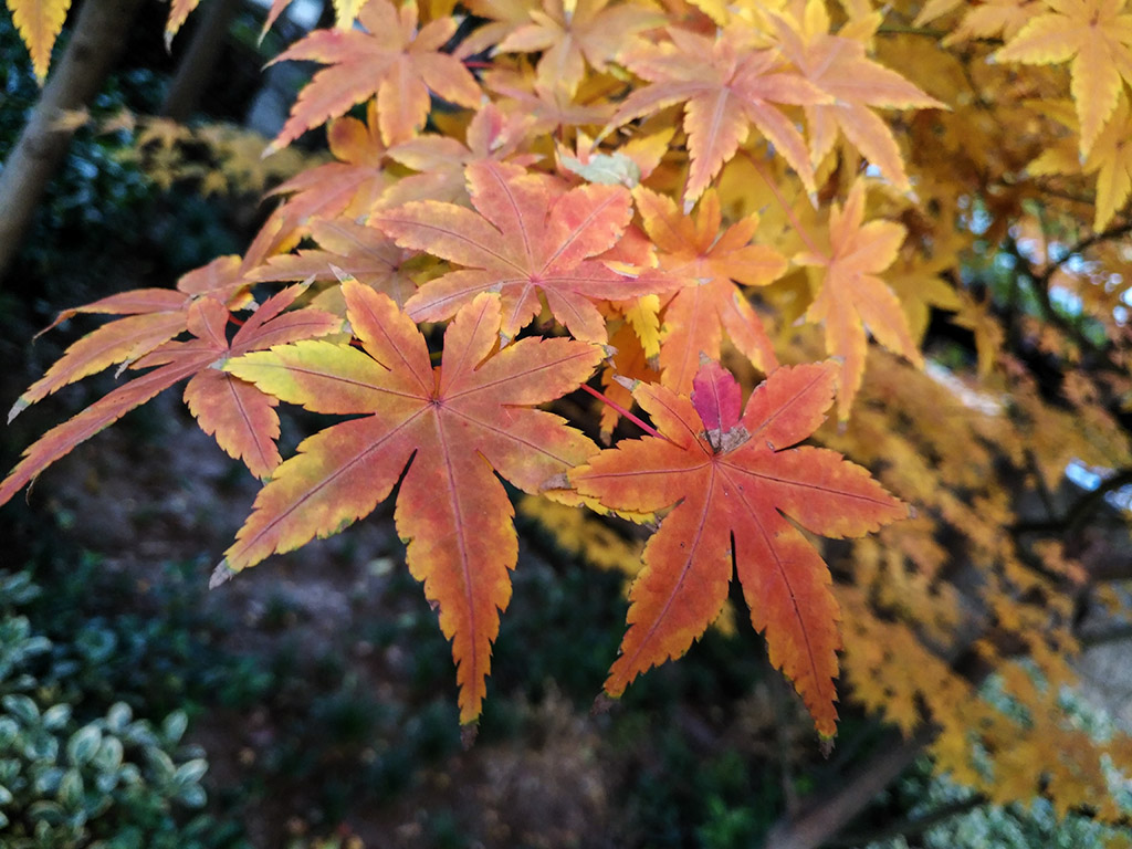 IMG_20181118_161301副本.jpg