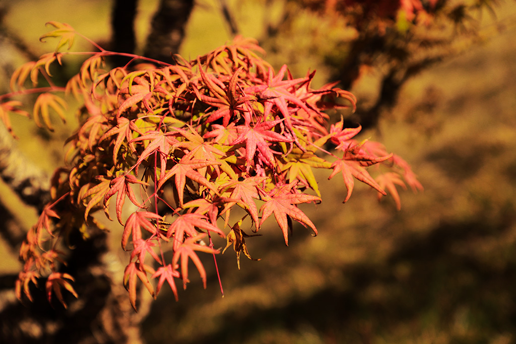 IMG_6516副本.jpg