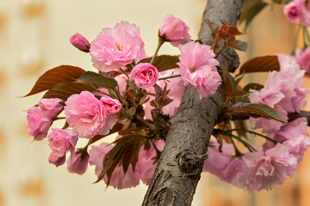 DSC_1079副本.jpg