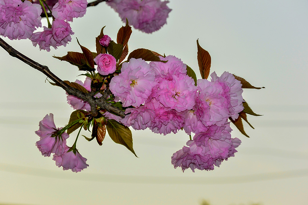 DSC_1085副本.jpg