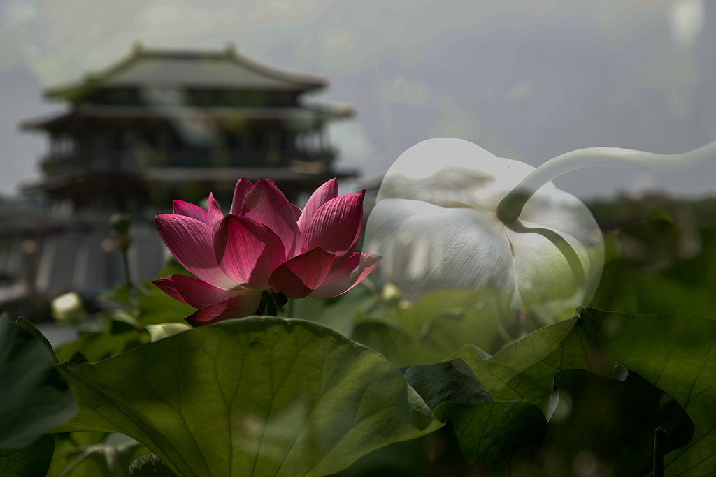 IMG_9093P副本.jpg
