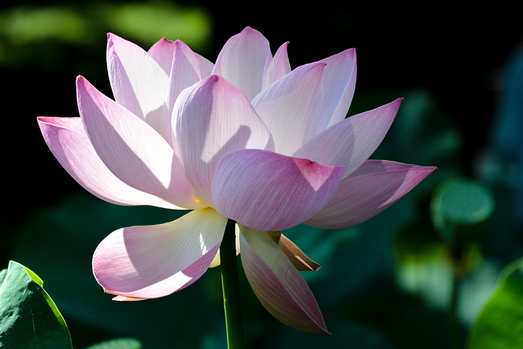 DSC_1460副本.jpg