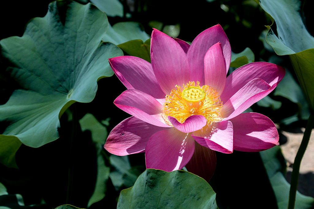 DSC_1488副本.jpg