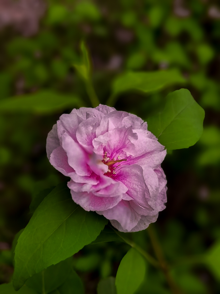 IMG_20210404_170335副本.jpg