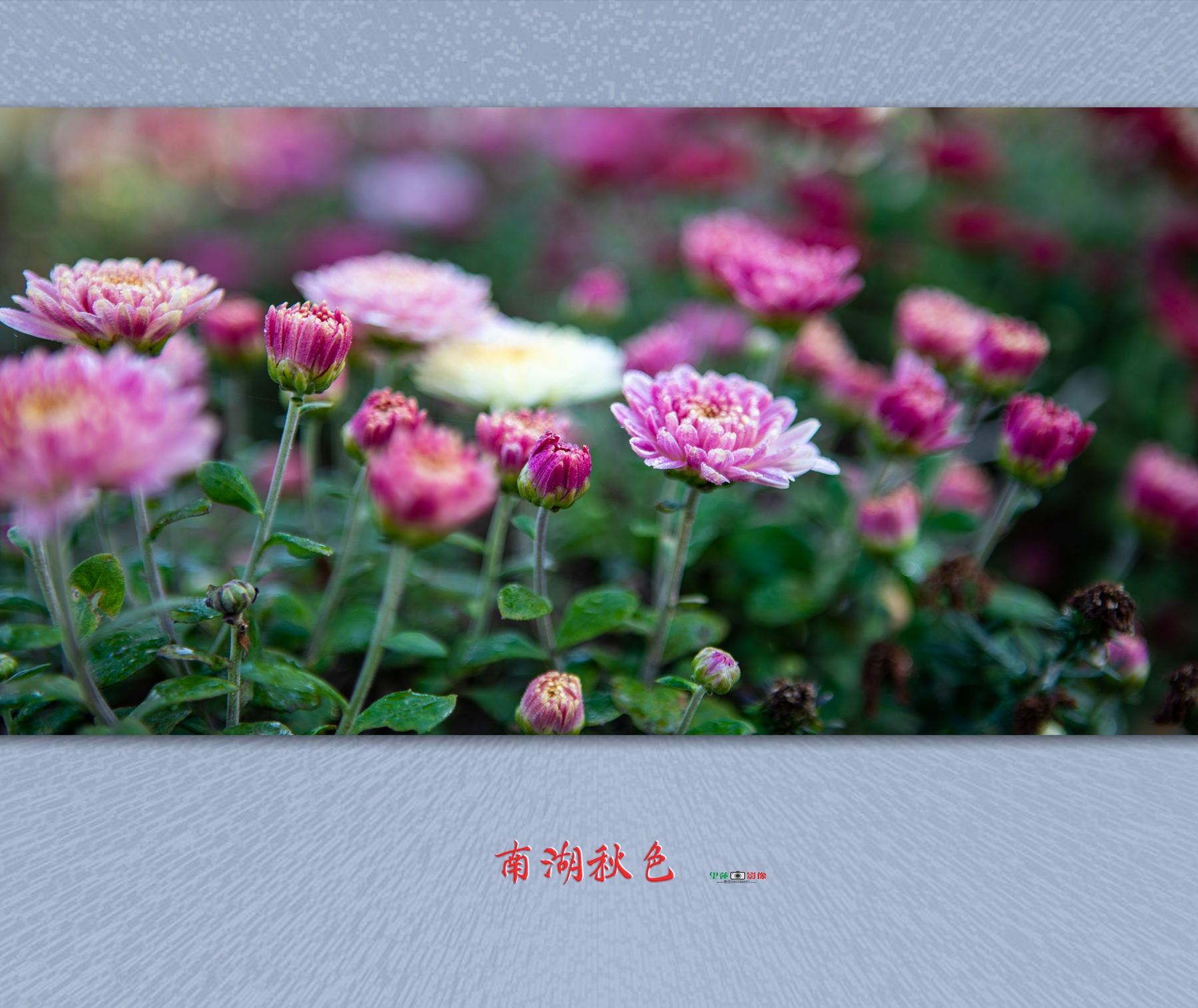 南湖秋色4.jpg