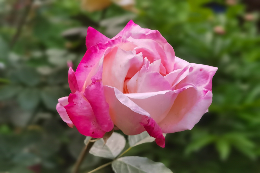 IMG_20220419_191007副本.jpg