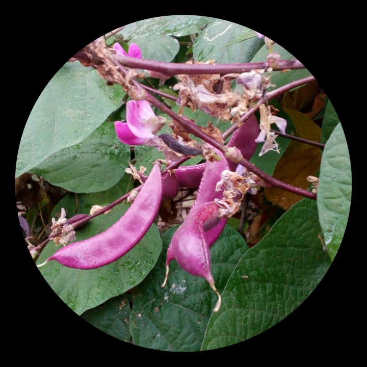 稦