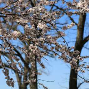 春暖花开