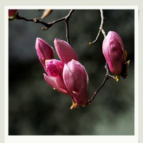 玉兰花