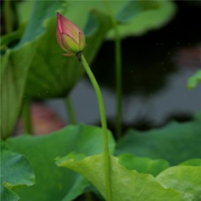 缤纷荷花
