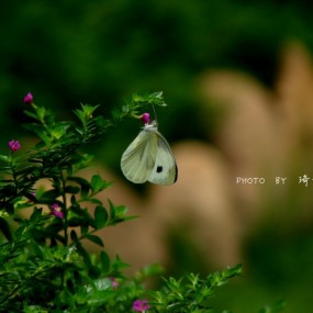 蝶恋花