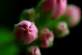 蓓蕾（长寿花）