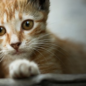 Small cat (B)