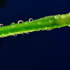 一组水仙