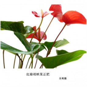 红瘦绿肥