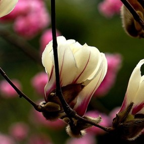 2015拍玉兰花