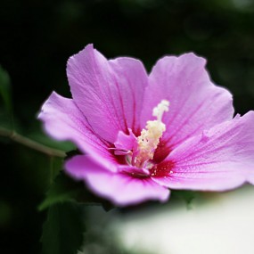 花园里——