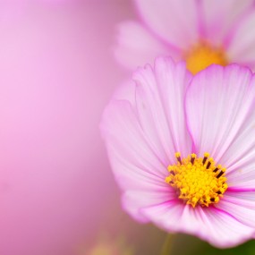 花事 89 波斯菊