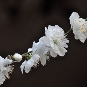 试拍碧桃花