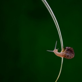 休闲的蜗牛