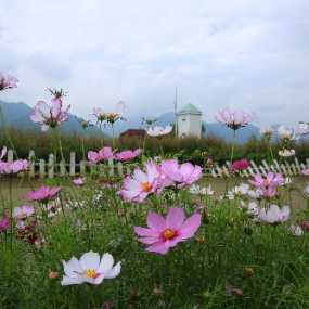 格桑花