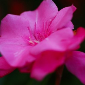 花儿