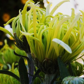 咸阳菊