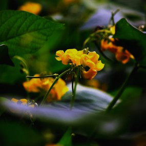 黄色花