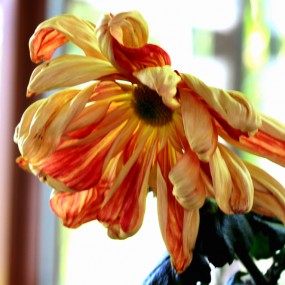 菊花4