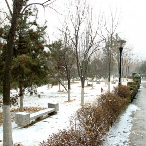 雪中景