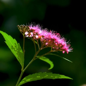 草花