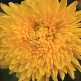 菊