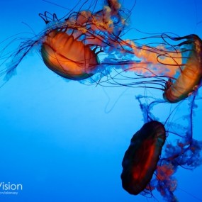 Deep Blue