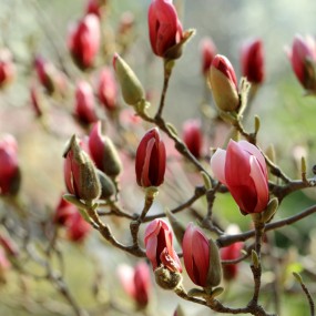 繁花似锦