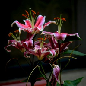 百合花