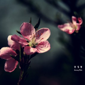 笑春风