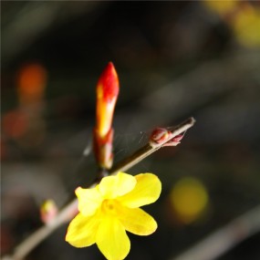 迎春花开了