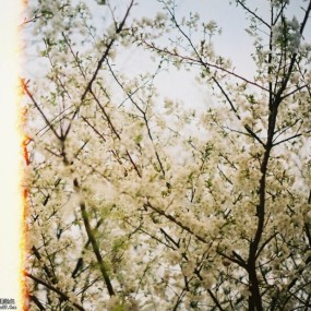 樱花事