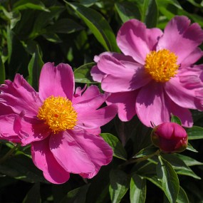 芍药花