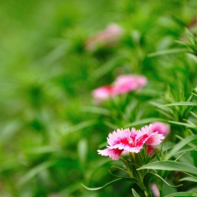 雏菊两张