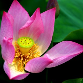 美丽的夏日花卉
