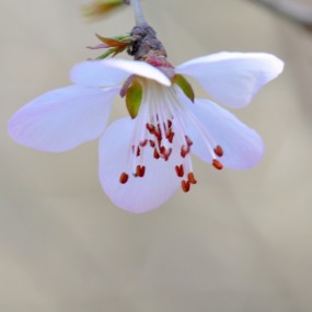 踏春
