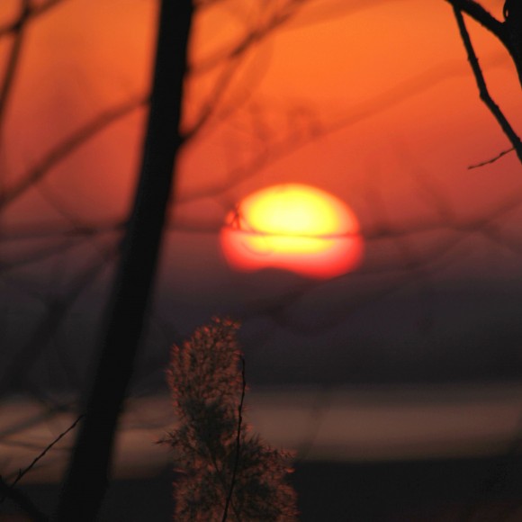 疏林网夕阳