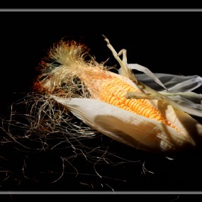 玉米与白菜